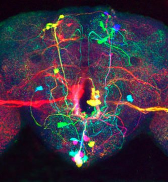 Nuevos fármacos contra el Alzheimer