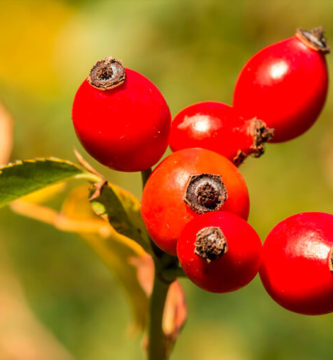 escaramujo-para-mayores