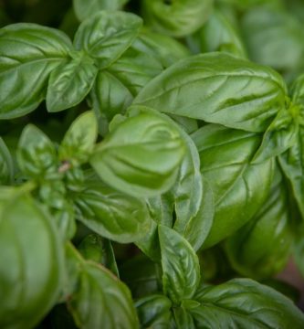 fenchol-contra-alzheimer